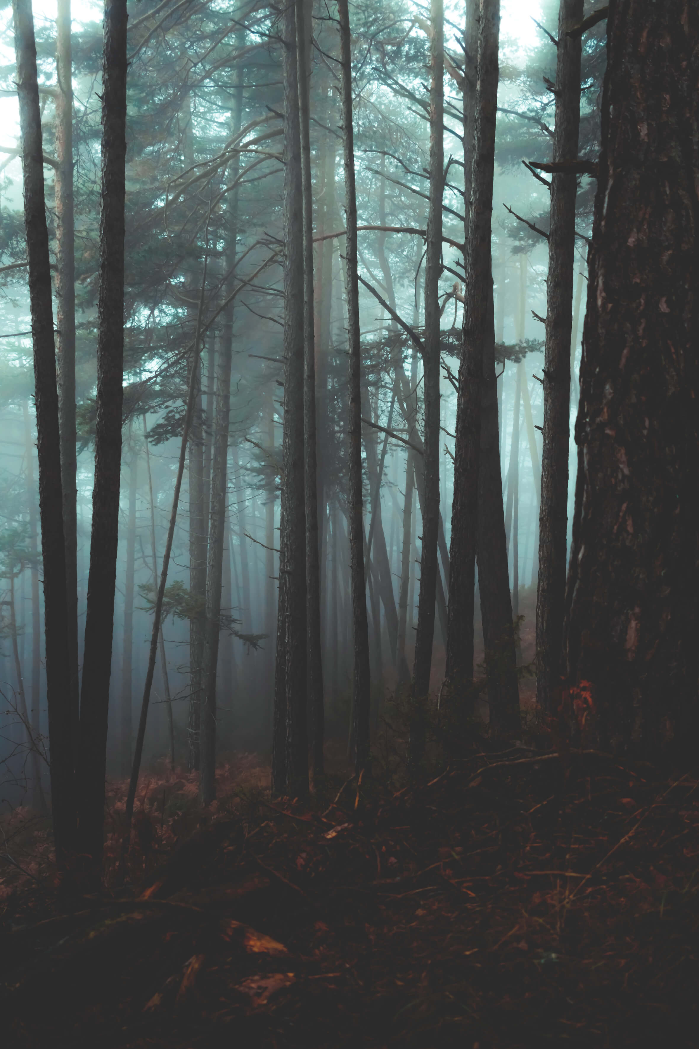 Dark woods covered in fog