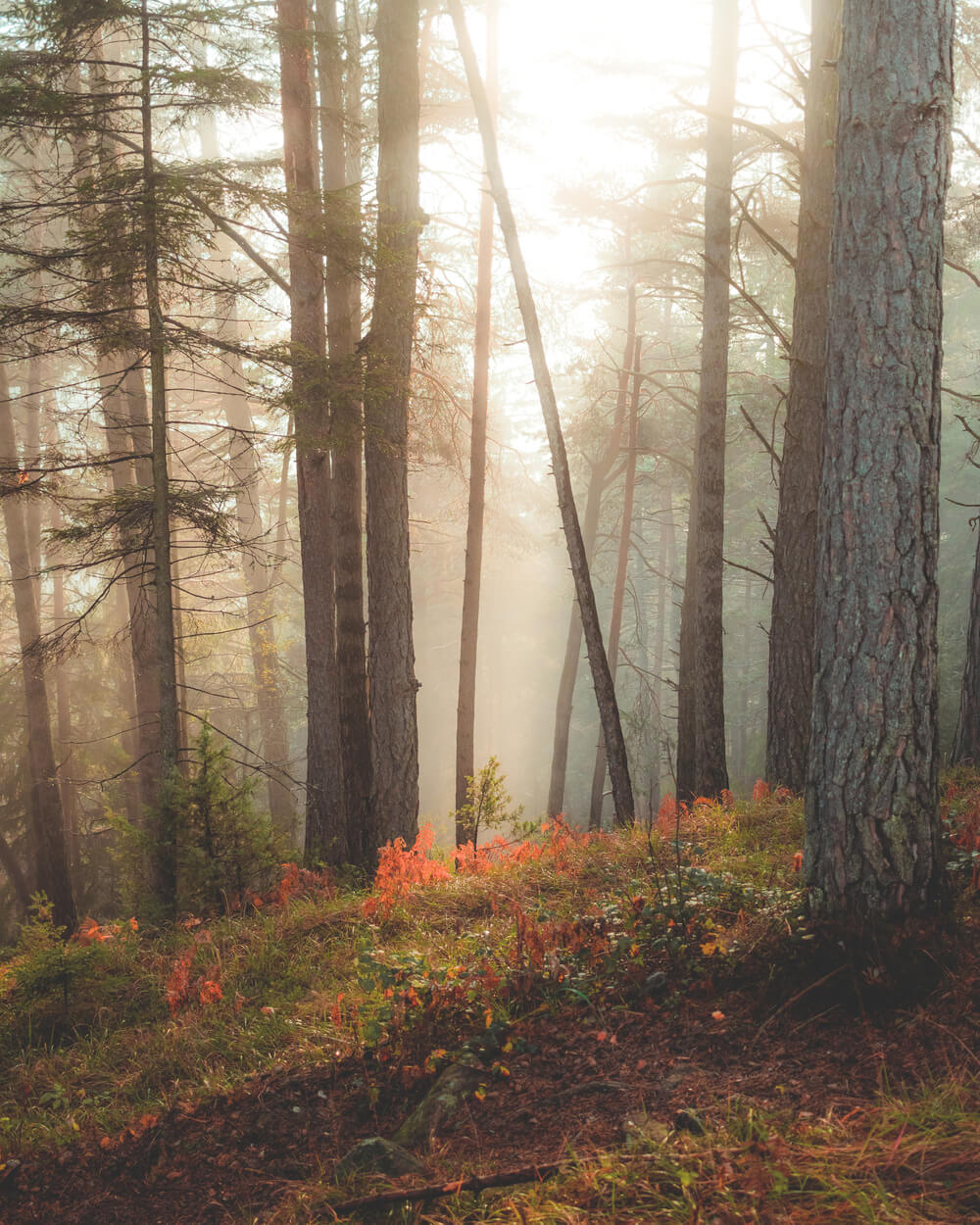 Last sunlight in the woods covered in fog